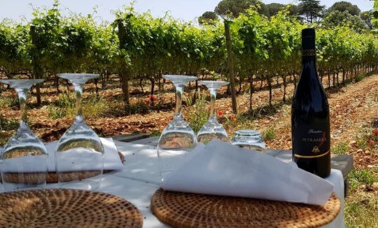 Organic vineyard wine tasting experience in the Puglia countryside at a traditional Masseria winery