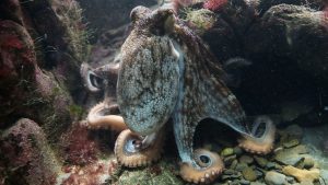 Octopus in Sardinia